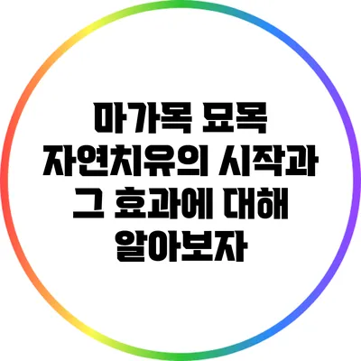 마가목 묘목: 자연치유의 시작과 그 효과에 대해 알아보자