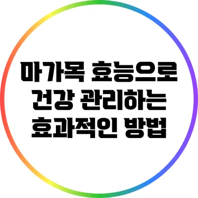 마가목 효능으로 건강 관리하는 효과적인 방법